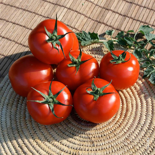 Visuel 1 du produit Tomate ronde Saint-Pierre bio. Le pot de 10,5 cm