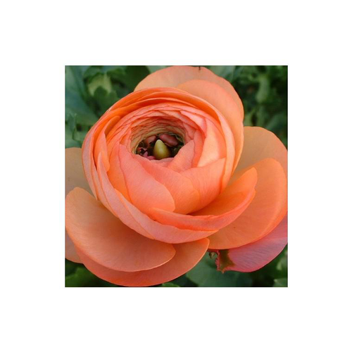 Visuel 1 du produit Renoncule à fleurs doubles.