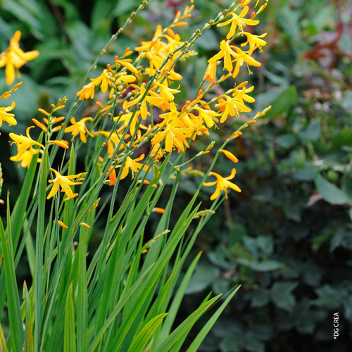 Visuel 1 du produit Montbretia 'George Davison' - Le pot de 2 litres