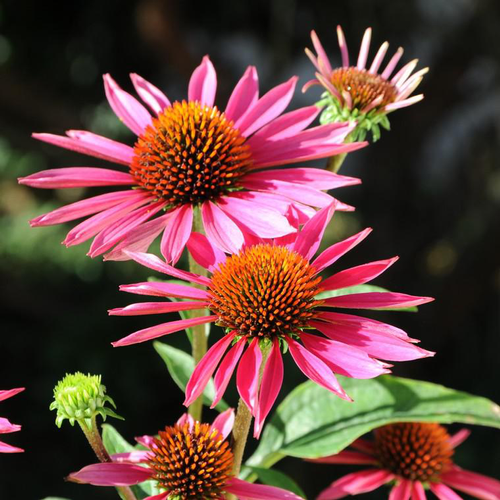 Visuel 1 du produit Échinacée pourpre ou Echinacea purpurea à fleurs roses - Le pot de 4 litres
