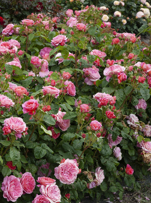 Visuel 2 du produit Rosier Pick N Go ® - Le pot de 7,5 litres