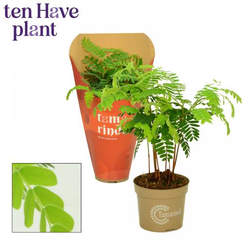 Visuel 1 du produit Tamarinde. Le pot de Ø 11 x H 25 cm