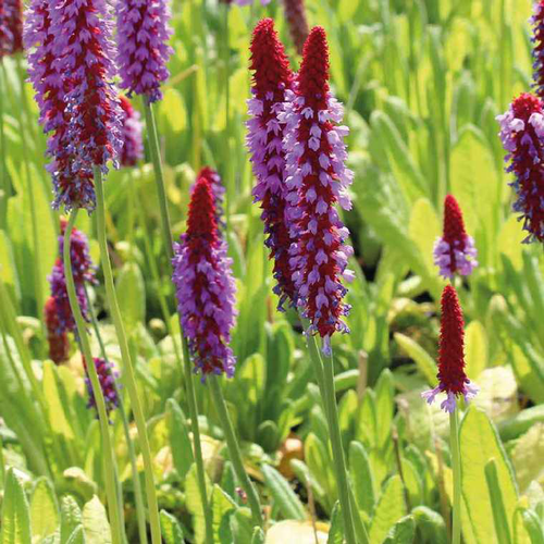 Visuel 2 du produit Primevère orchidée godet 9x9 cm