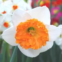 Visuel 2 du produit Narcisse de Collection - La coupe de 16 cm