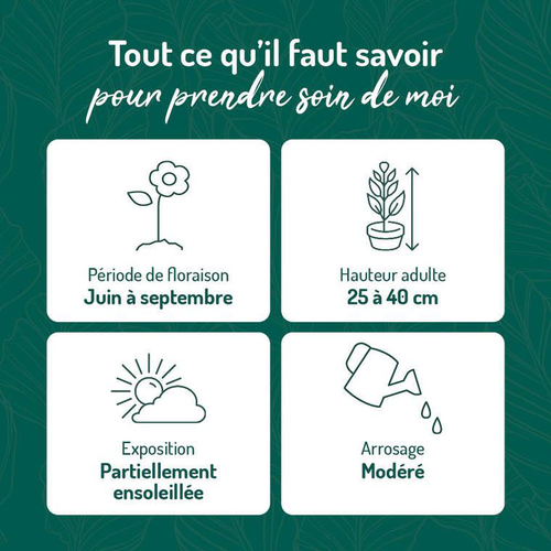 Visuel 2 du produit Coreopsis grandiflora solanna jaune - Le pot de 9 x 9 cm