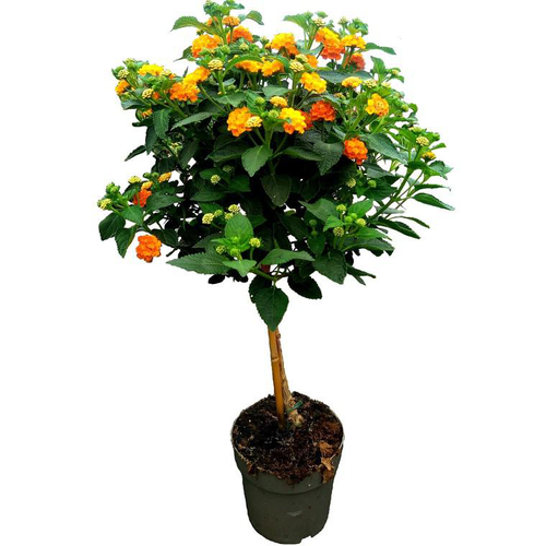 Visuel 1 du produit Lantana Orange Tige à fleurs multicolores - Le pot Ø 19 cm