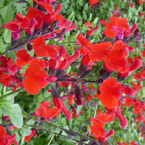 Visuel 1 du produit Salvia Grahamii - Le pot de 14 cm