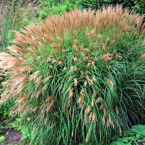 Visuel 1 du produit Miscanthus sinensis Yaku Jima vert botanic®. Le pot de 7,5 litres