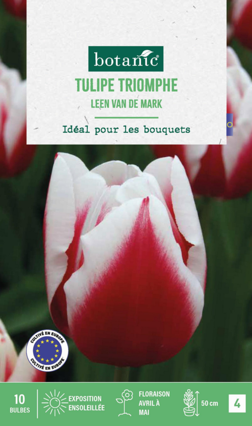 Visuel 1 du produit Tulipe Leen van de mark botanic® - 10 bulbes