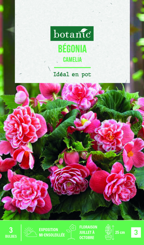 Visuel 1 du produit Bulbes de fleurs Bégonia double Camélia botanic® - 3 bulbes