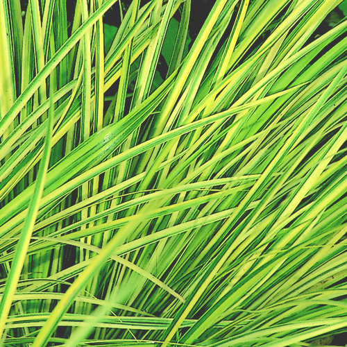 Visuel 1 du produit Acorus Gramineus Ogon. Le pot de 10,5 cm