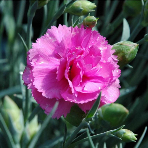 Visuel 2 du produit Dianthus Tickled Pink Devon - Le pot de 2 litres