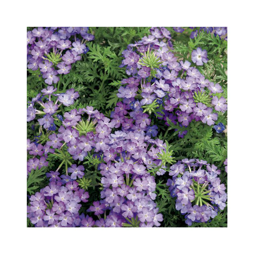 Visuel 1 du produit Verbena Tapissante bleue - Le pot de 9 x 9 cm