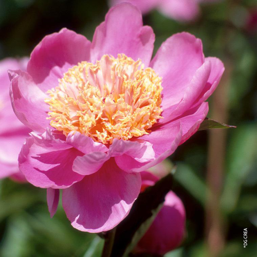 Visuel 1 du produit Pivoine de Chine 'Doreen' - Le pot de 2 litres