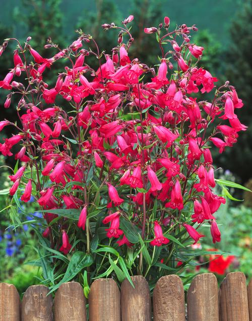 Visuel 1 du produit Penstemon ‘Andenken an F. Hahn’ - Le pot de 2 litres