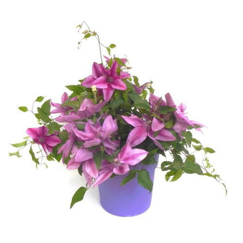 Visuel 1 du produit Clématite Boulevard® à fleurs multicolores - Le pot de 3 litres