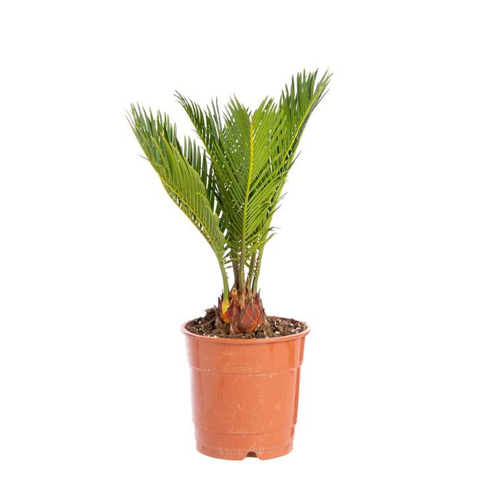 Visuel 1 du produit Cycas +10 feuilles pot Ø12xH40 cm