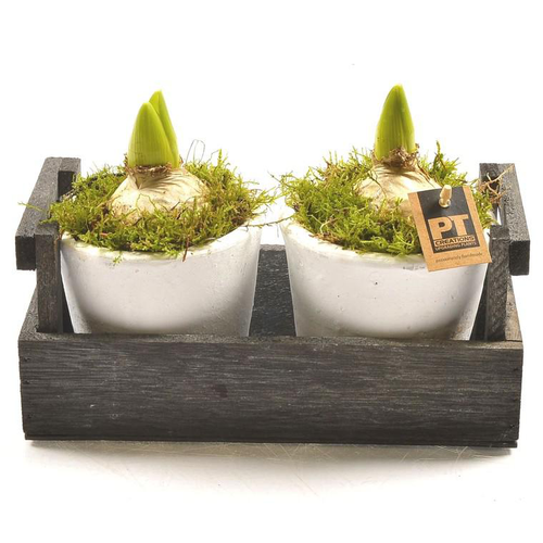 Visuel 1 du produit Jacinthes x 2 en pot déco. La composition de 24 cm