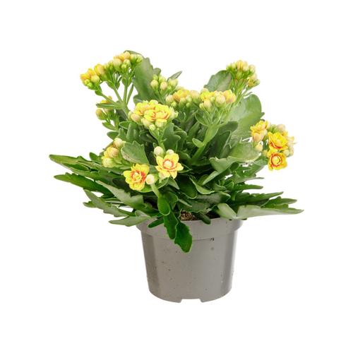 Visuel 1 du produit Kalanchoé Lausanne. Le pot de Ø 12 cm