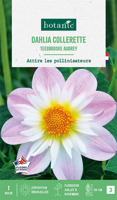 Visuel 1 du produit Bulbe de fleurs Dalhia collerette Teesbrooke Audrey botanic® - 1 bulbe