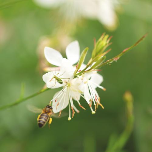 Visuel 5 du produit Graines Des fleurs pour les abeilles - sachet de 6 m²