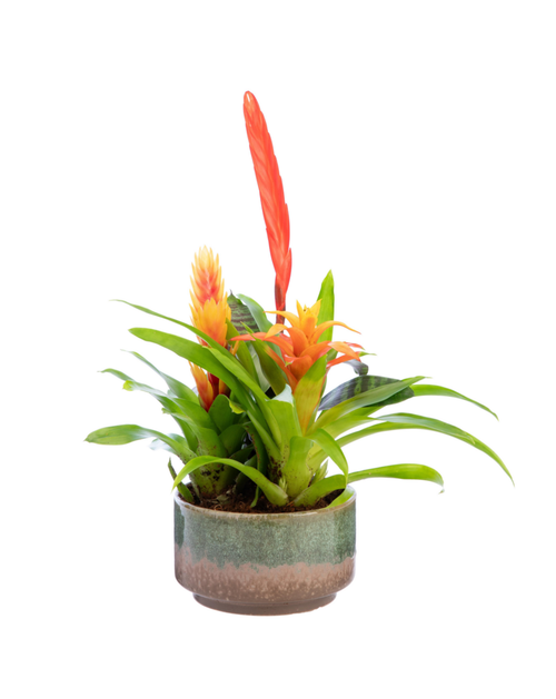 Visuel 1 du produit Plante fleurie Bromelia avec sa coupelle Bromelia -  Ø 16 cm