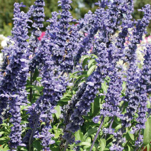 Visuel 1 du produit Sauge farinacea - Le pot de 9 x 9 cm