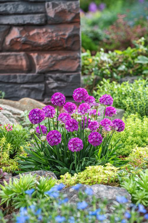 Visuel 1 du produit Armérie DREAMERIA® - Le pot de 2 litres