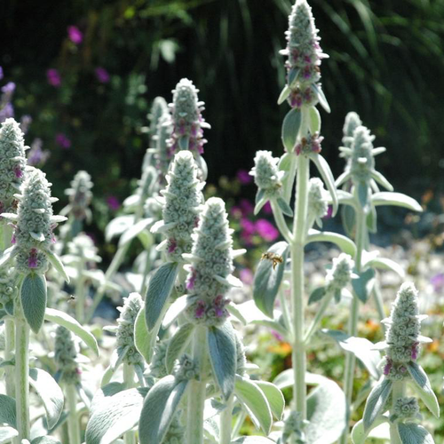 Visuel 1 du produit Vivaces A Feuillage Gris - Le pot de 1 litre