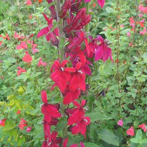 Visuel 1 du produit Lobelia Fan Deep - Le pot de 7,5 litres