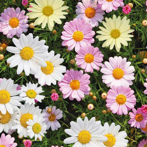 Visuel 1 du produit Anthemis trio sur tige - Le pot de 3 litres