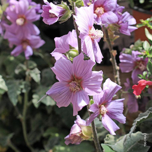 Visuel 1 du produit Lavatera X Blue Bird (Bleu) - Le pot de 4 litres