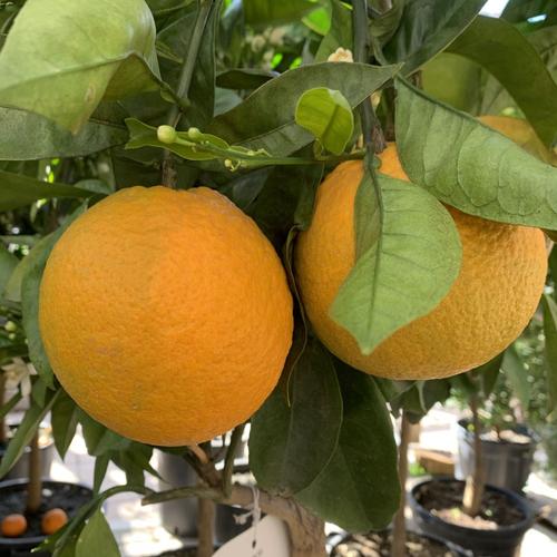 Visuel 1 du produit Oranger. Le pot de 35 litres