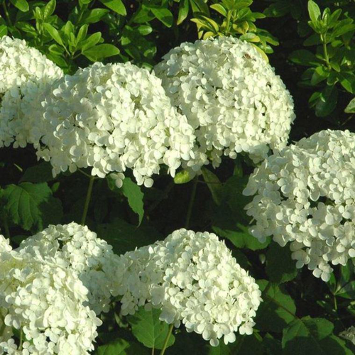 Visuel 1 du produit Hortensia Annabelle (Hydrangea Arborescens) blanc. Le pot de 10 litres