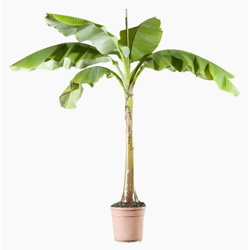 Visuel 1 du produit Musa Basjoo (Bananier du Japon) XL en pot de 24 L vert