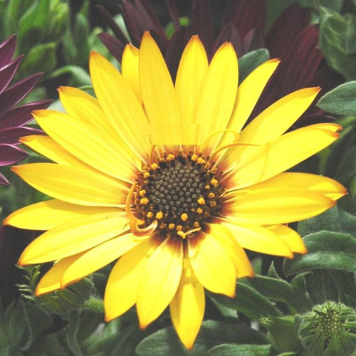 Visuel 1 du produit Ostéospermum dimorphothéca - La coupe de 20 cm