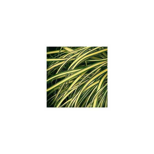 Visuel 2 du produit Carex Oshimensis varié - Le pot de 4 litres