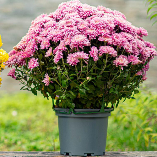 Visuel 1 du produit Chrysanthème ou Marguerite d'automne. Le pot de 50 litres