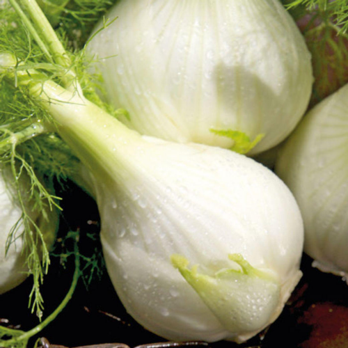 Visuel 1 du produit Fenouil Solaris Bio. La motte de 4x4 cm