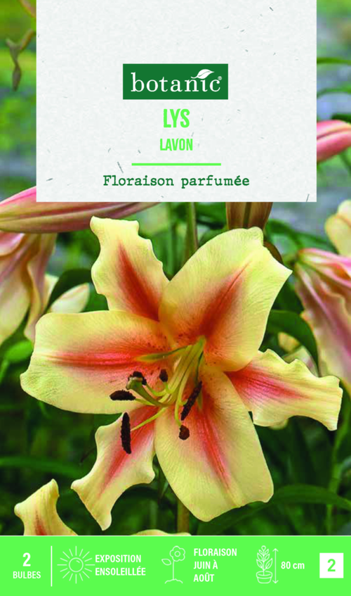 Visuel 1 du produit Bulbes de fleurs Lys oriental Lavon botanic® - 2 bulbes