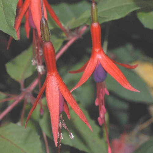 Visuel 1 du produit Fuchsia riccartonii rouge en pot de 2 L