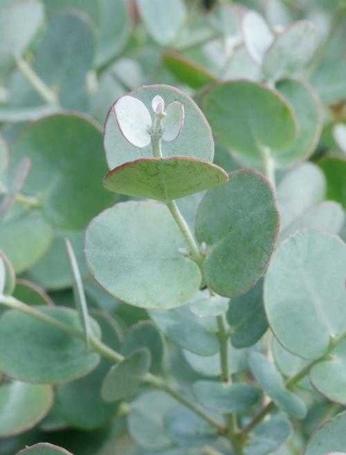 Visuel 1 du produit Eucalyptus gunnii Azura. Le pot de 3,5 litres