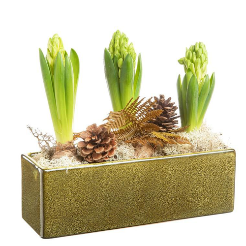 Visuel 1 du produit Composition de Noël jacinthe x 3. La jardinette verte