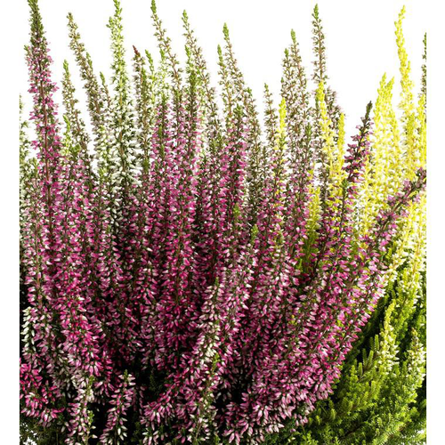 Visuel 1 du produit Erica Calluna Collection - Le pot de 2 litres