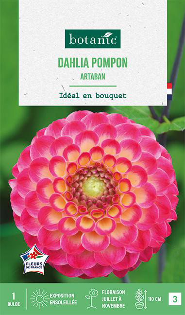 Visuel 1 du produit Bulbe de fleurs Dalhia pompon Artaban botanic® - 1 bulbe