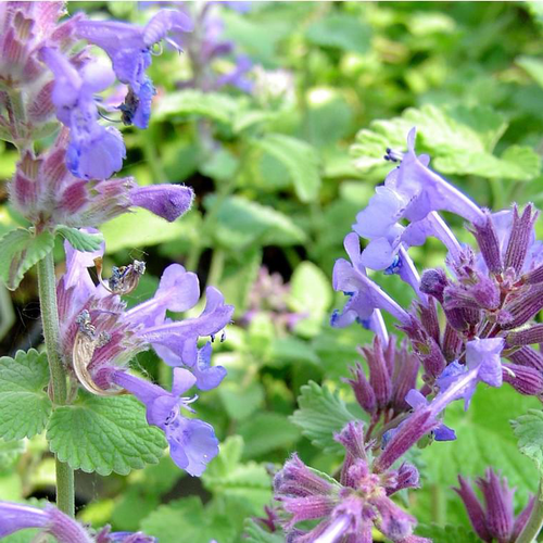 Visuel 1 du produit Népéta - Le pot de 2 litres