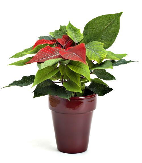 Visuel 1 du produit Poinsettia Baby rouge avec cache pot. Le pot de Ø 6 cm