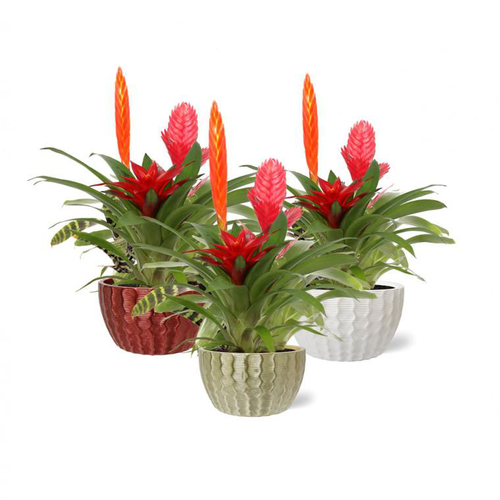 Visuel 1 du produit Composition de bromeliacées coloris multicolore avec son pot