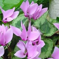 Visuel 1 du produit Cyclamen Vivace - Le godet