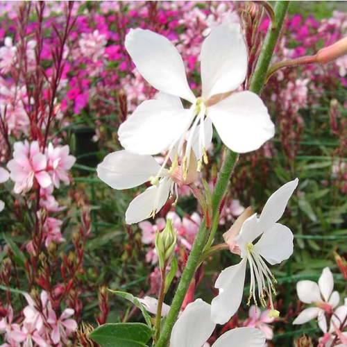 Visuel 1 du produit Gaura - Le pot de 5 litres